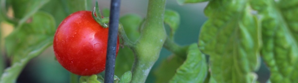 cherry tomato 960x265